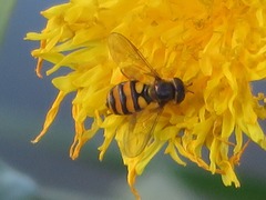 Eupeodes latifasciatus