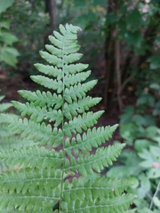 Pteridium aquilinum latiusculum