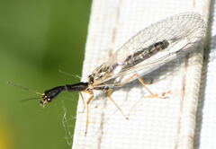 Dichrostigma flavipes