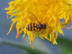 Eupeodes latifasciatus