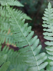 Pteridium aquilinum latiusculum