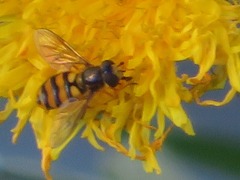 Eupeodes latifasciatus