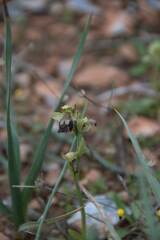Ophrys