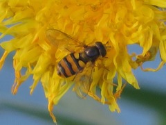 Eupeodes latifasciatus