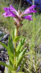 Physostegia parviflora