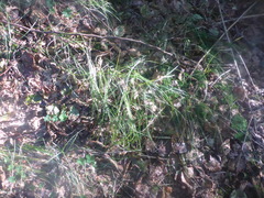 Poa nemoralis
