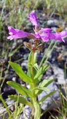 Physostegia parviflora