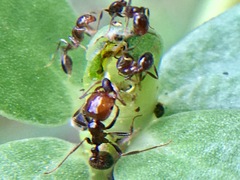 Solenopsis xyloni