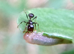 Solenopsis xyloni