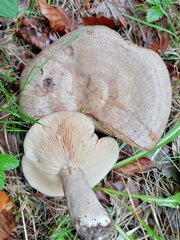 Lactarius circellatus