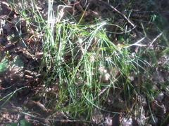 Poa nemoralis