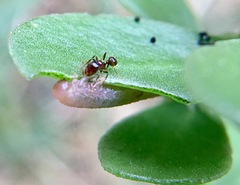 Solenopsis xyloni