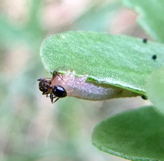 Solenopsis xyloni