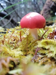 Russula emetica