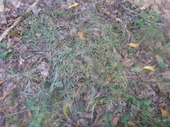 Poa nemoralis
