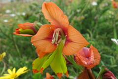 Gladiolus alatus