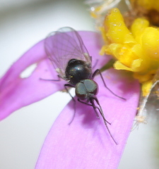 Mythicomyiidae