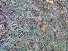 Poa nemoralis