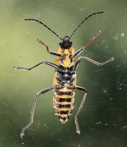 Goldenrod Soldier Beetle, photo 8 of 8