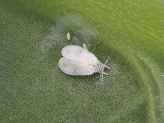 Aleyrodes proletella