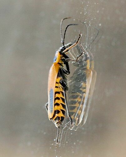 Goldenrod Soldier Beetle, photo 7 of 8