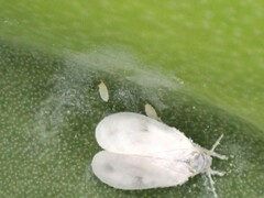 Aleyrodes proletella