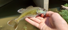 Micropterus coosae