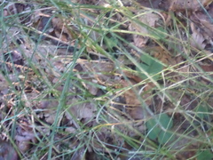 Poa nemoralis