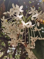 Posoqueria