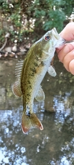 Micropterus coosae