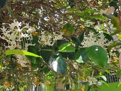 Posoqueria