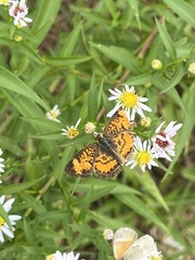 Phyciodes