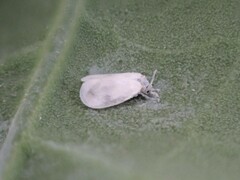 Aleyrodes proletella