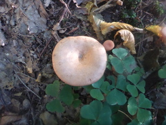 Lactarius deterrimus