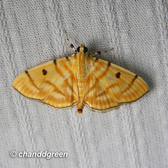 Notarcha tigrina