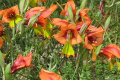 Gladiolus alatus