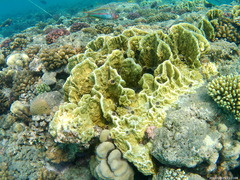 Millepora platyphylla