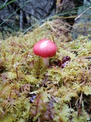 Russula emetica