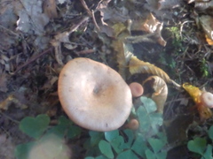 Lactarius deterrimus