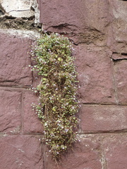 Cymbalaria muralis