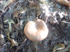 Lactarius deterrimus
