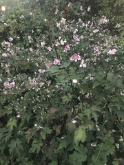 Eriocapitella japonica