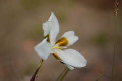 Aristea teretifolia