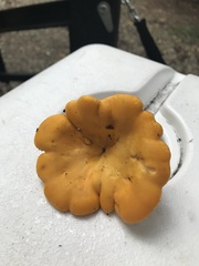 Cantharellus lateritius