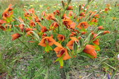 Gladiolus alatus