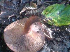 Lactarius deterrimus