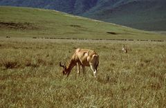 Alcelaphus buselaphus cokii