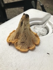 Cantharellus lateritius