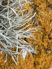 Ramalina cuspidata