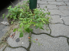 Galinsoga parviflora